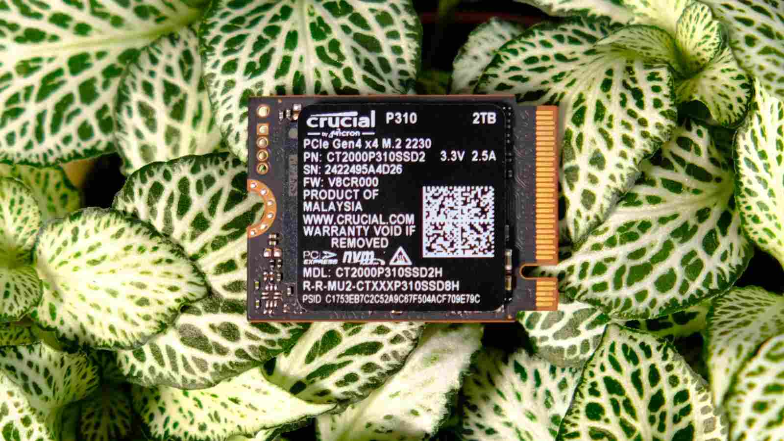 Crucial P310 mini SSD on a bed of leaves.